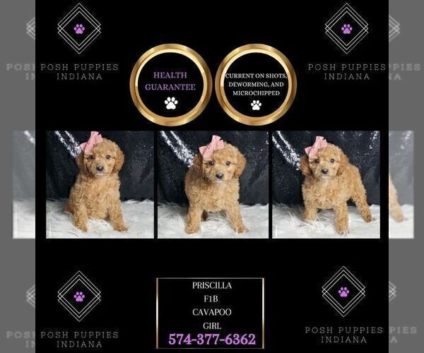 Medium Photo #86 Cavapoo Puppy For Sale in WARSAW, IN, USA