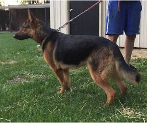 German Shepherd Dog Puppy for sale in COLETA, IL, USA