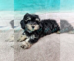 Poovanese Litter for sale in TECUMSEH, MI, USA