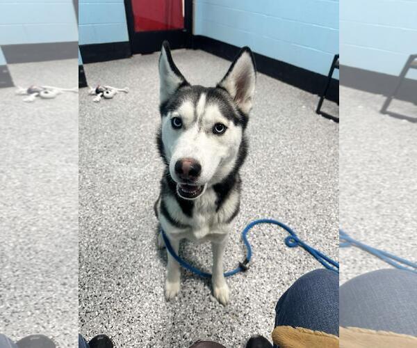 Medium Photo #1 Siberian Husky-Unknown Mix Puppy For Sale in Front Royal, VA, USA