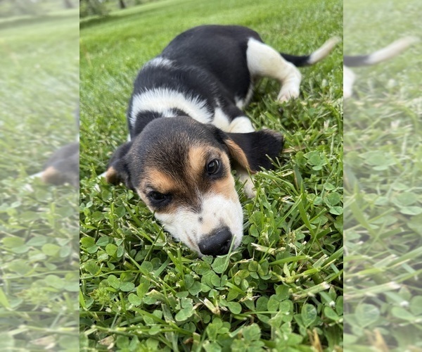 Medium Photo #2 Beagle Puppy For Sale in HARRISON, OH, USA