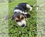 Small #1 Beagle