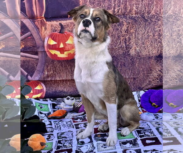 Medium Photo #5 Australian Mountain Dog Puppy For Sale in Lake Elsinore, CA, USA