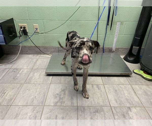Medium Photo #1 Catahoula Leopard Dog-Unknown Mix Puppy For Sale in Grand Prairie, TX, USA