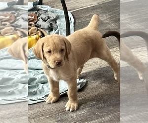 Medium Labradoodle-Labrador Retriever Mix