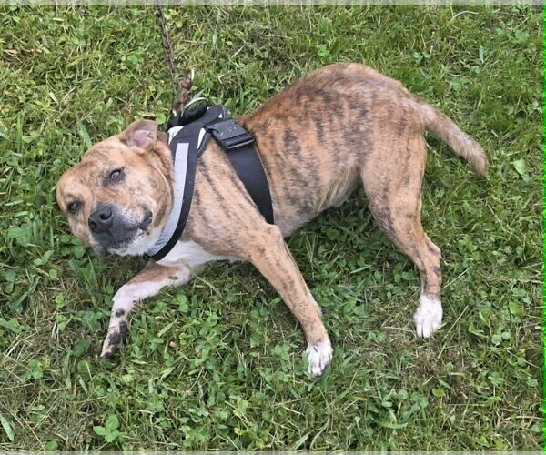 Medium Photo #6 Mutt Puppy For Sale in Woodsfield, OH, USA