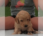 Small Photo #5 Goldendoodle Puppy For Sale in PERRYSVILLE, OH, USA