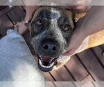Small #4 Mutt