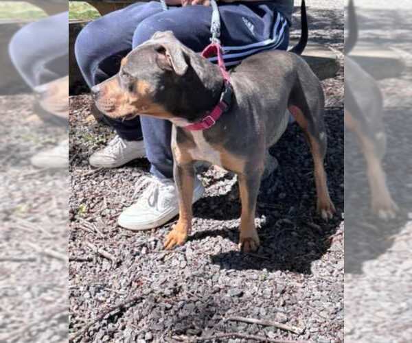 Medium Photo #5 American Pit Bull Terrier-Unknown Mix Puppy For Sale in Rustburg, VA, USA