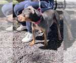 Small #4 American Pit Bull Terrier Mix
