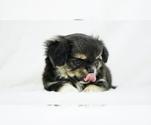 Chihuahua Puppy for sale in UNION GROVE, NC, USA