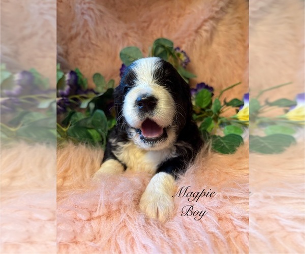 Medium Photo #2 Golden Mountain Doodle  Puppy For Sale in SAINT CLOUD, MN, USA