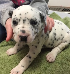 Dalmatian Puppy for sale in CORINTH, MS, USA