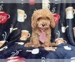 Small #2 Cavapoo