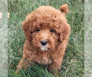 Goldendoodle (Miniature) Puppy for sale in NARVON, PA, USA