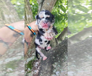 Mutt Dogs for adoption in Oakland Park , FL, USA