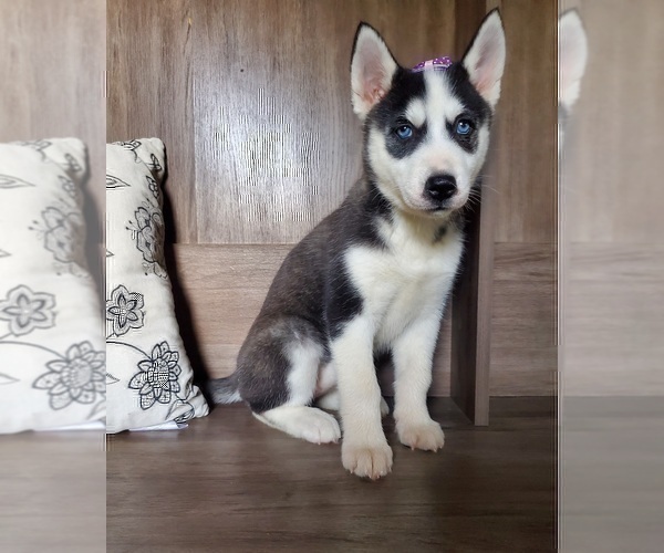 Medium Photo #2 Siberian Husky Puppy For Sale in ELKHART, IN, USA