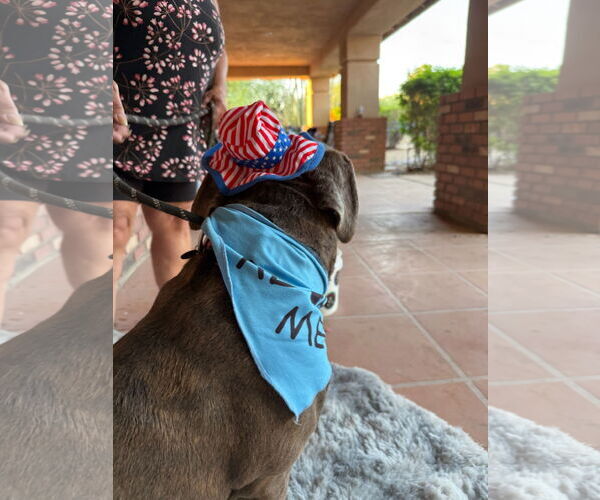 Medium Photo #6 Mutt Puppy For Sale in Goodyear, AZ, USA