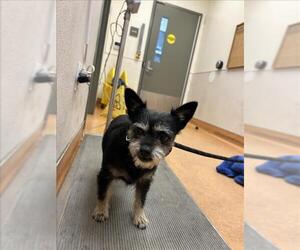 Cairn Terrier Dogs for adoption in Martinez, CA, USA