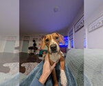 Small #7 Beagle Mix