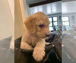 Small Photo #6 Poodle (Standard) Puppy For Sale in PLANT CITY, FL, USA