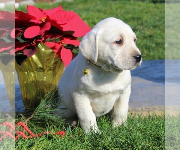 Medium Photo #6 Labrador Retriever Puppy For Sale in LEOLA, PA, USA