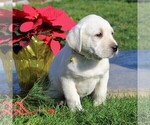 Small Photo #6 Labrador Retriever Puppy For Sale in LEOLA, PA, USA