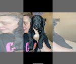 Small Photo #5 Bernedoodle Puppy For Sale in BELMONT, NC, USA