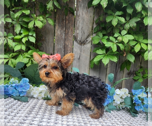 Medium Photo #3 Yorkshire Terrier Puppy For Sale in INDIANAPOLIS, IN, USA