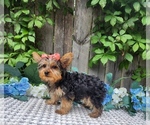 Small #2 Yorkshire Terrier