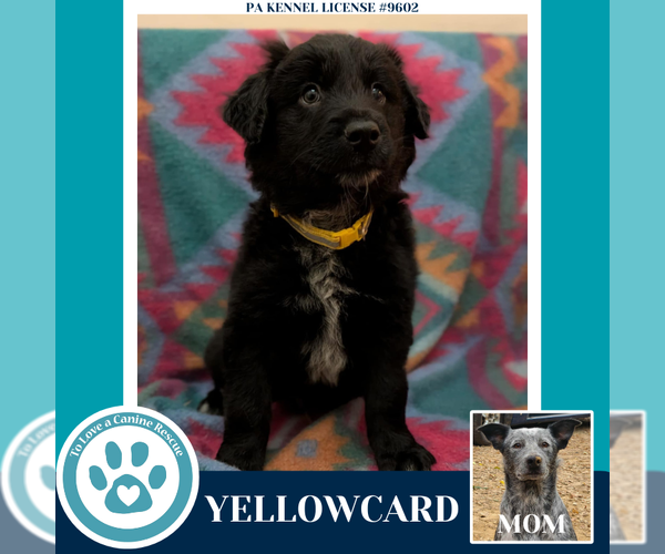 Medium Photo #1 Mutt Puppy For Sale in Kimberton, PA, USA