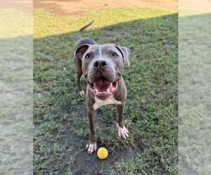 STORM - Male Mutt Dog for Adoption - Photo #2