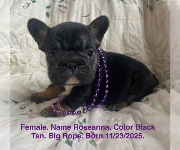 Medium Photo #21 French Bulldog Puppy For Sale in FORT PLAIN, NY, USA