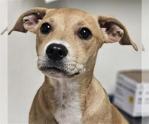 American Pit Bull Terrier Dogs for adoption in Bakersfield, CA, USA