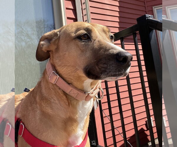 Medium Photo #4 Mutt Puppy For Sale in Fargo, ND, USA