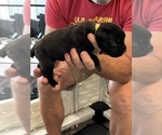 Small Photo #39 Cane Corso Puppy For Sale in REEVESVILLE, SC, USA