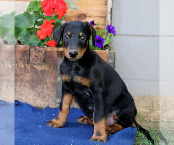 Medium Photo #2 Doberman Pinscher Puppy For Sale in QUARRYVILLE, PA, USA