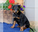Small Photo #2 Doberman Pinscher Puppy For Sale in QUARRYVILLE, PA, USA