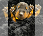 Puppy 3 Doberman Pinscher