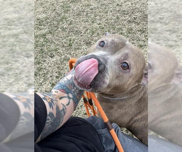 Medium Photo #2 Mutt Puppy For Sale in Louisville, KY, USA