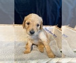 Small Photo #4 Goldendoodle Puppy For Sale in ALDER, WA, USA