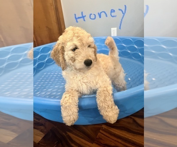 Medium Photo #1 Goldendoodle Puppy For Sale in SALISBURY, NC, USA