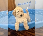 Small Photo #1 Goldendoodle Puppy For Sale in SALISBURY, NC, USA