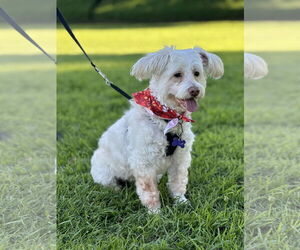 Maltese-Unknown Mix Dogs for adoption in Mission Viejo, CA, USA