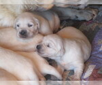 Small Photo #6 English Cream Golden Retriever Puppy For Sale in COLUMBIANA, OH, USA