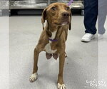 Small #1 Beagle-Retriever  Mix