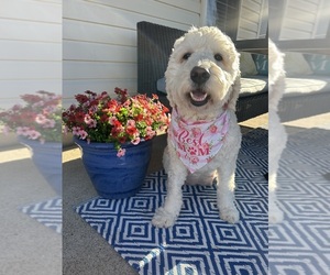 Mother of the English Cream Golden Retriever-Poodle (Standard) Mix puppies born on 04/30/2025