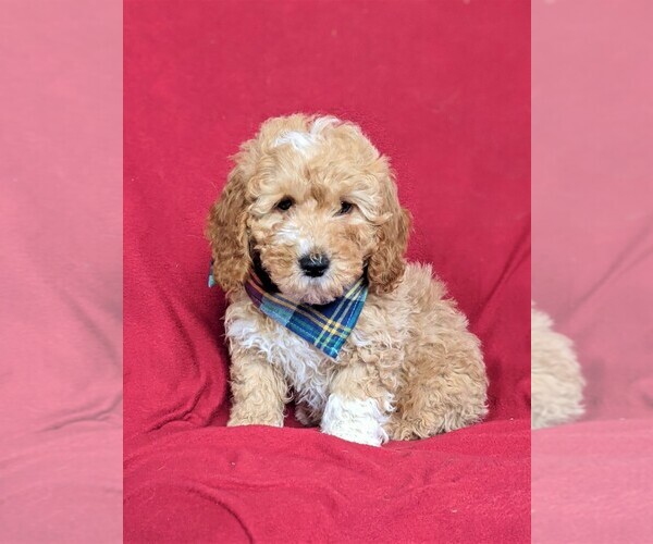 Medium Photo #2 Goldendoodle-Poodle (Miniature) Mix Puppy For Sale in LEOLA, PA, USA