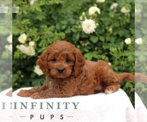 Cavapoo Puppy for sale in PARADISE, PA, USA