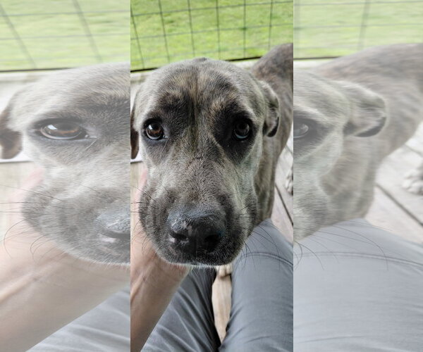 Medium Photo #6 Great Pyrenees-Plott Hound Mix Puppy For Sale in McKinney, TX, USA